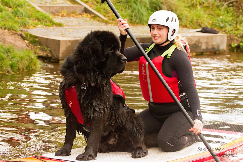 dog stand up paddle boarding